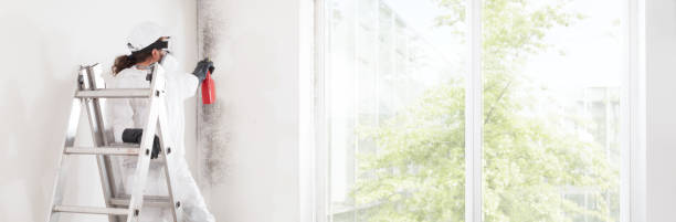Best Black Mold Removal  in Mountain Lake, MN